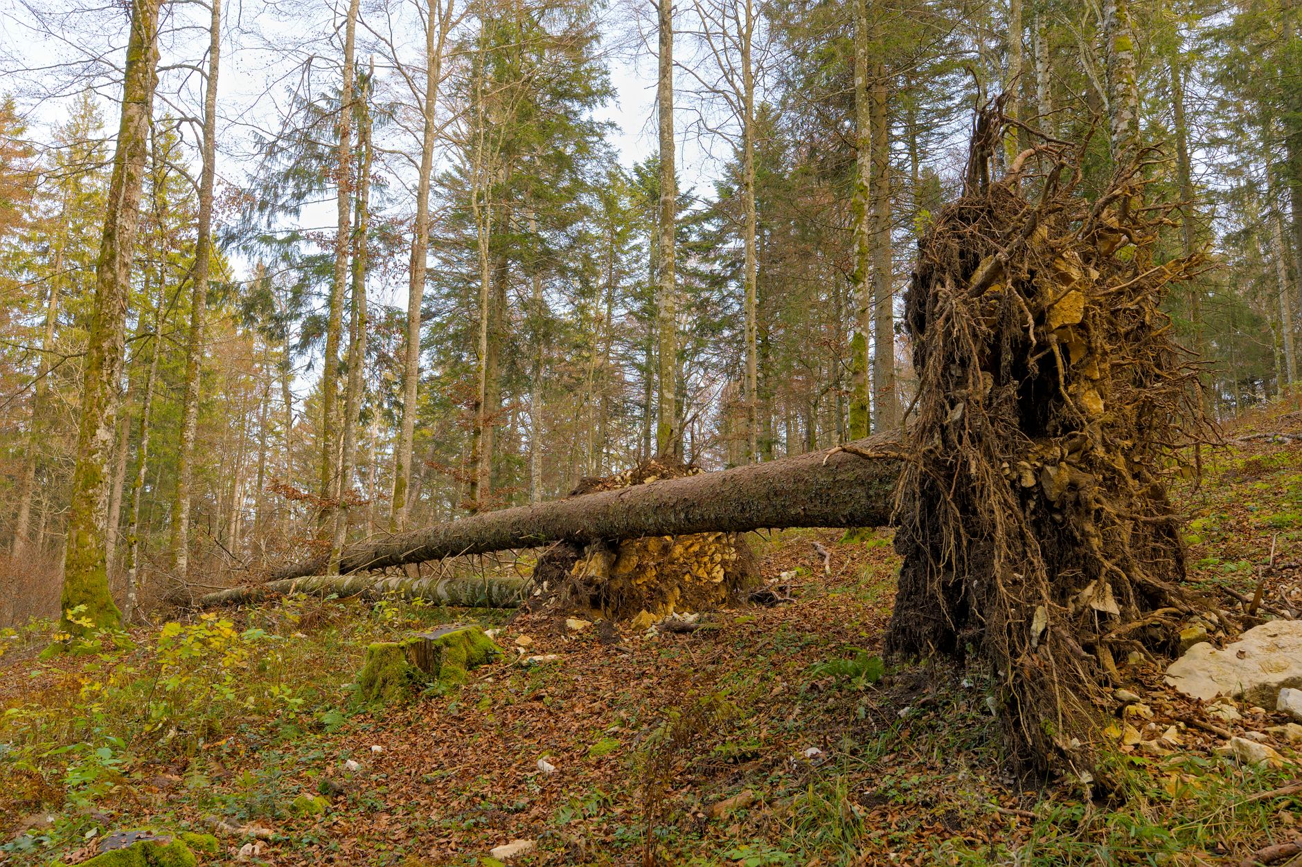 Enlèvement arbre urgence équipe à Mont-de-Marsan